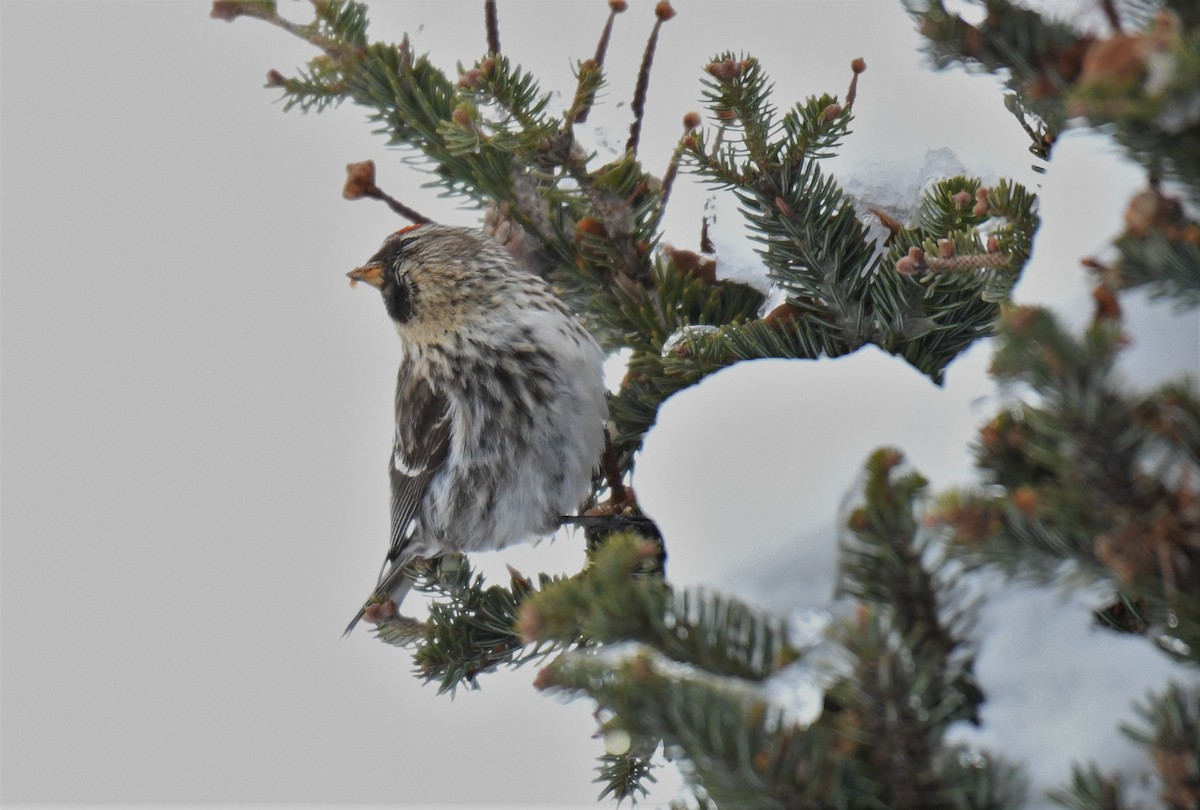 Common Redpoll (rostrata/islandica) - ML423723351