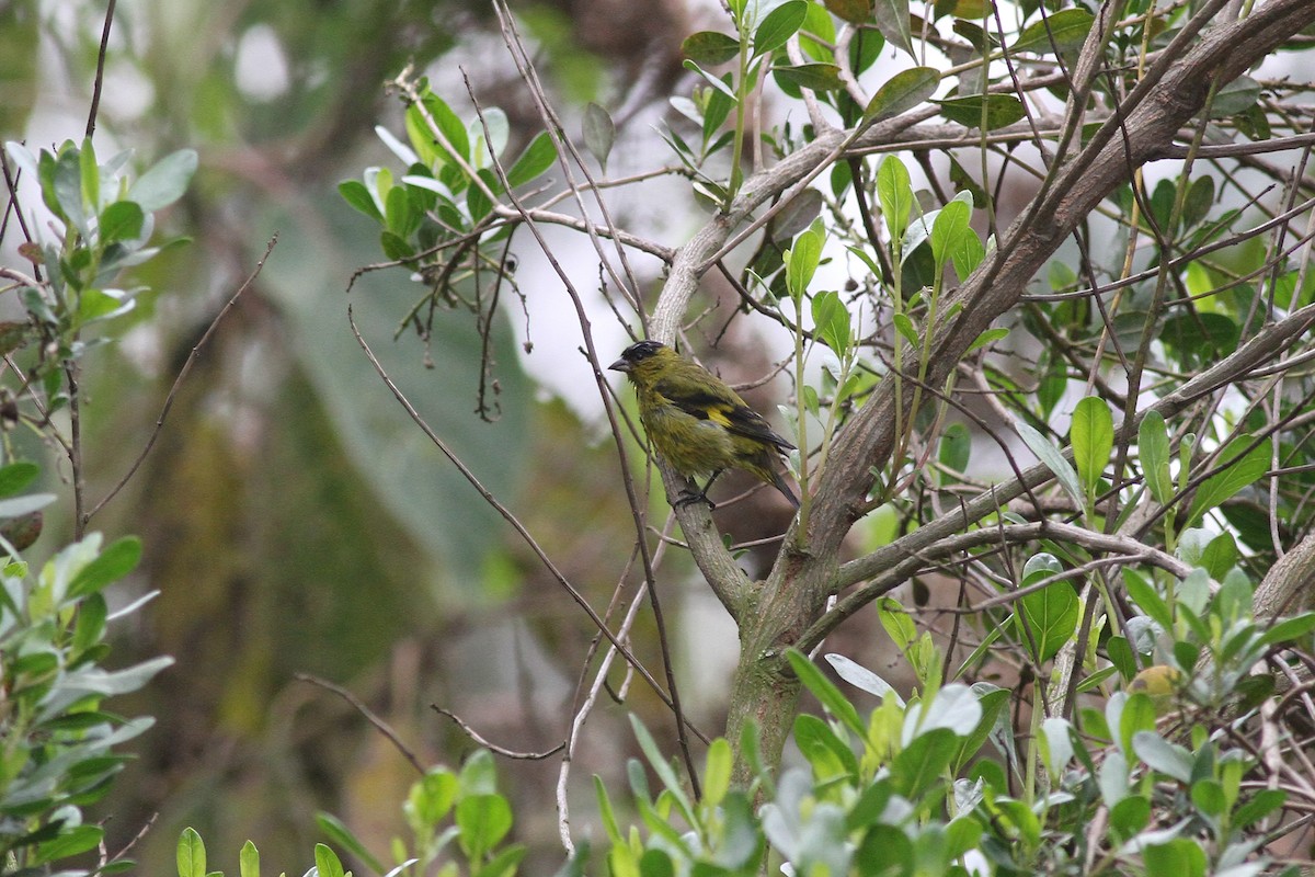 Andean Siskin - ML42372351