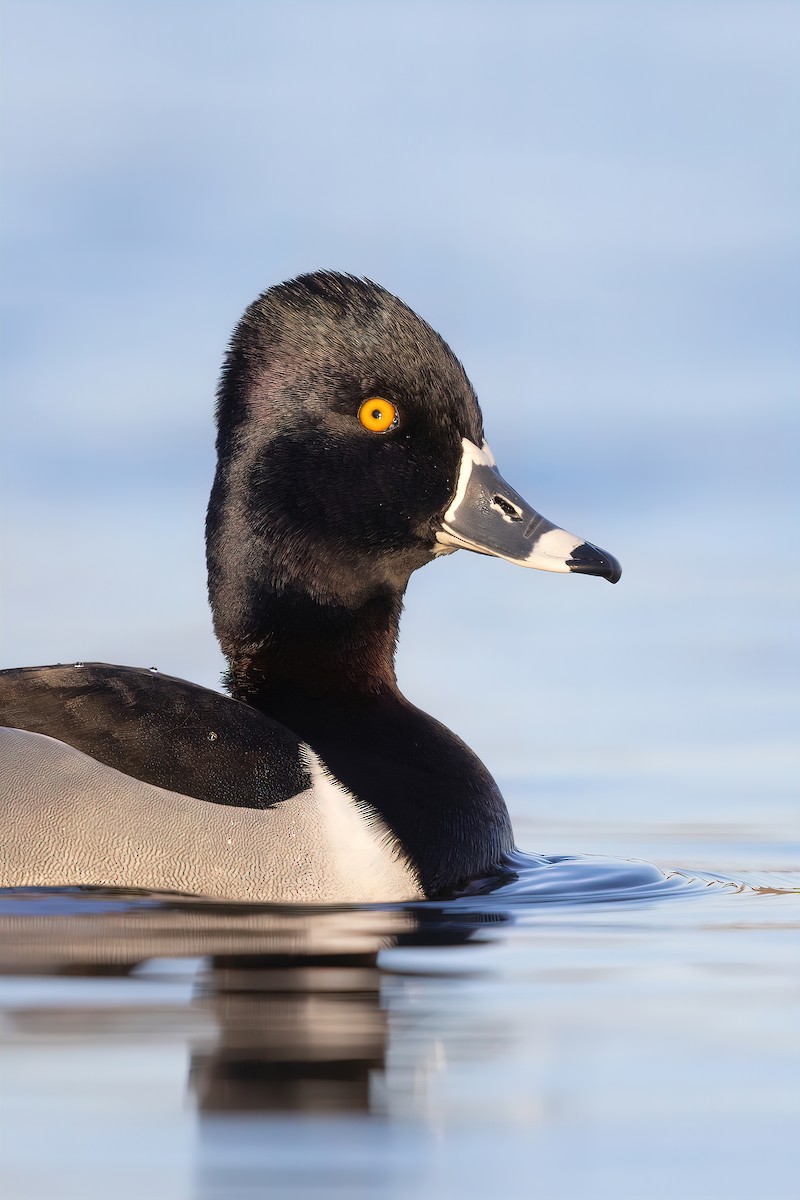 Ring-necked Duck - ML423723891