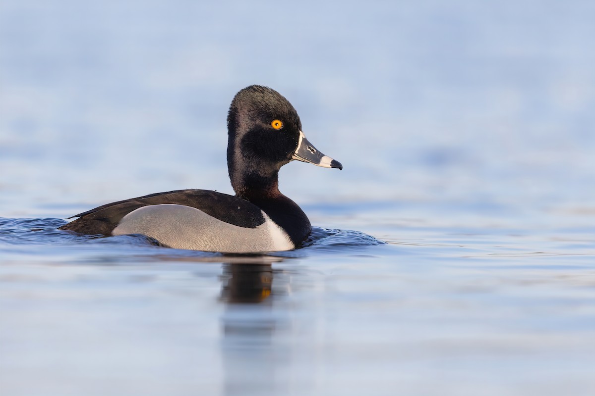 Ring-necked Duck - ML423723961