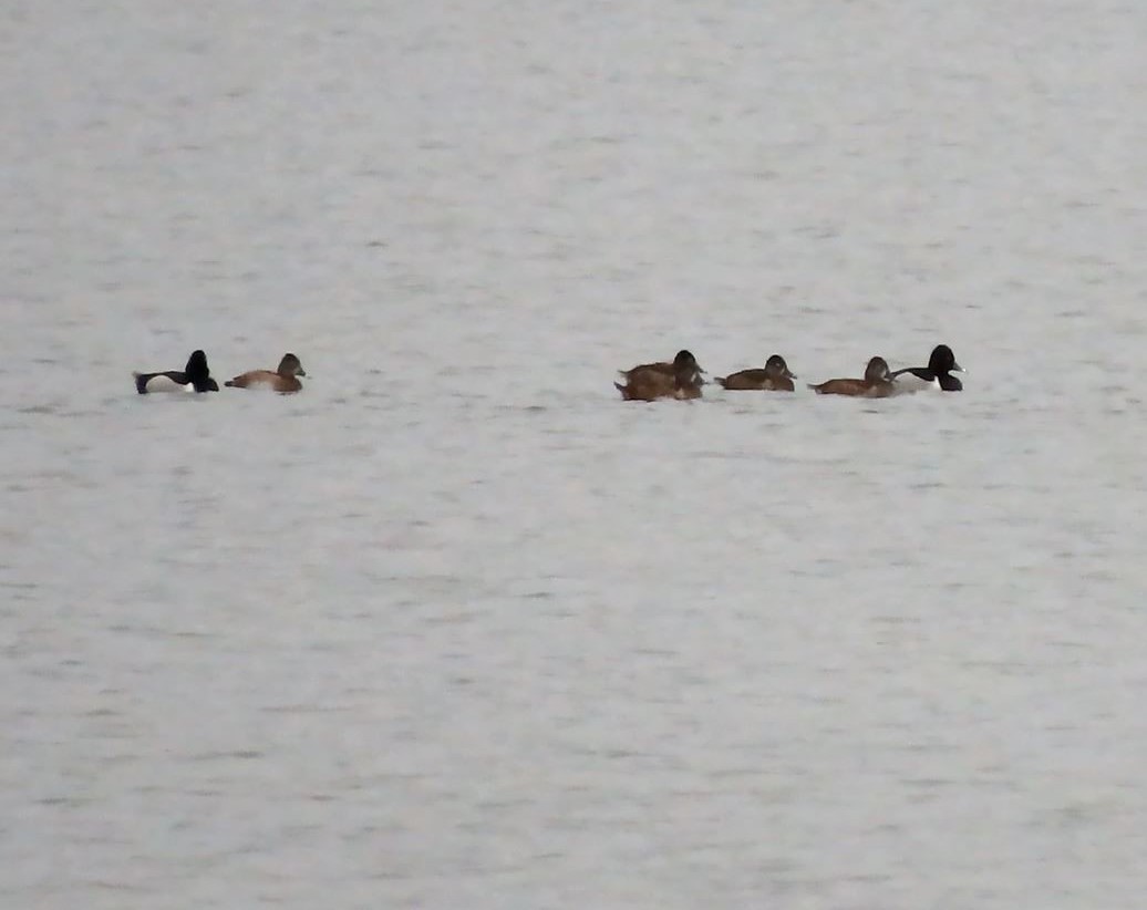 Ring-necked Duck - ML423724881
