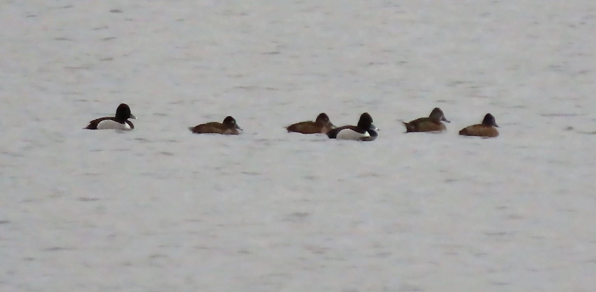 Ring-necked Duck - ML423724891