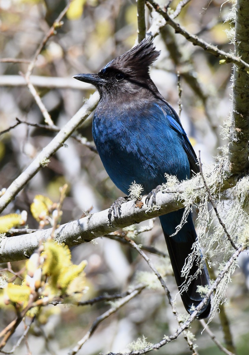 Steller's Jay - ML423725341