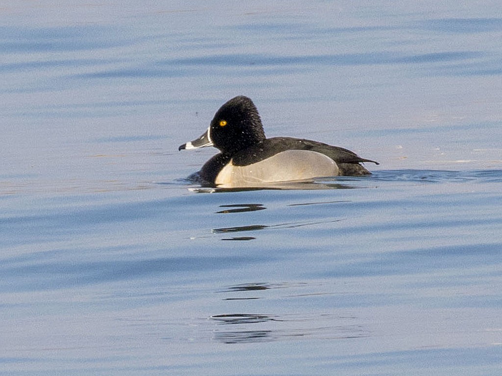 Ring-necked Duck - Brian Bailey