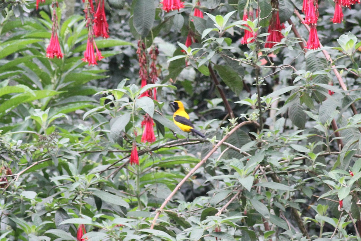 Yellow-backed Oriole - ML42372591