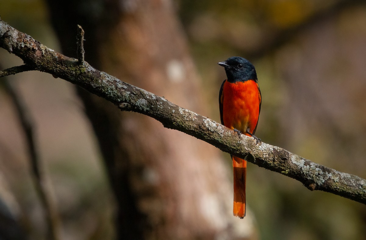 Orange Minivet - Raghu Nathan