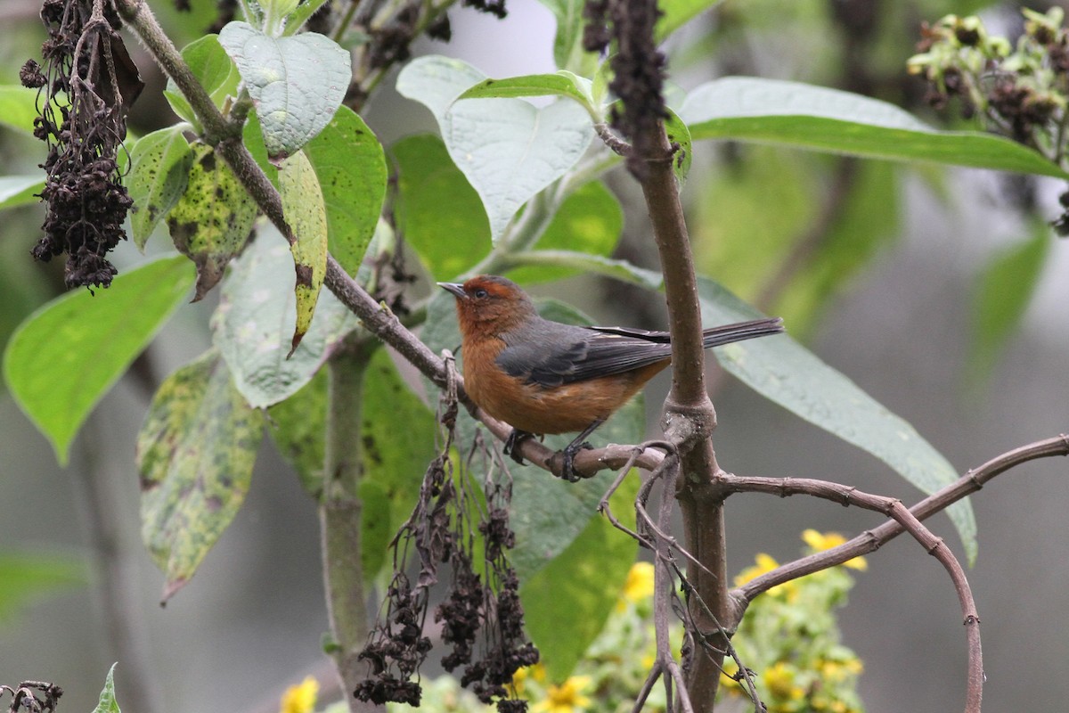 Rufous-browed Conebill - ML42372621