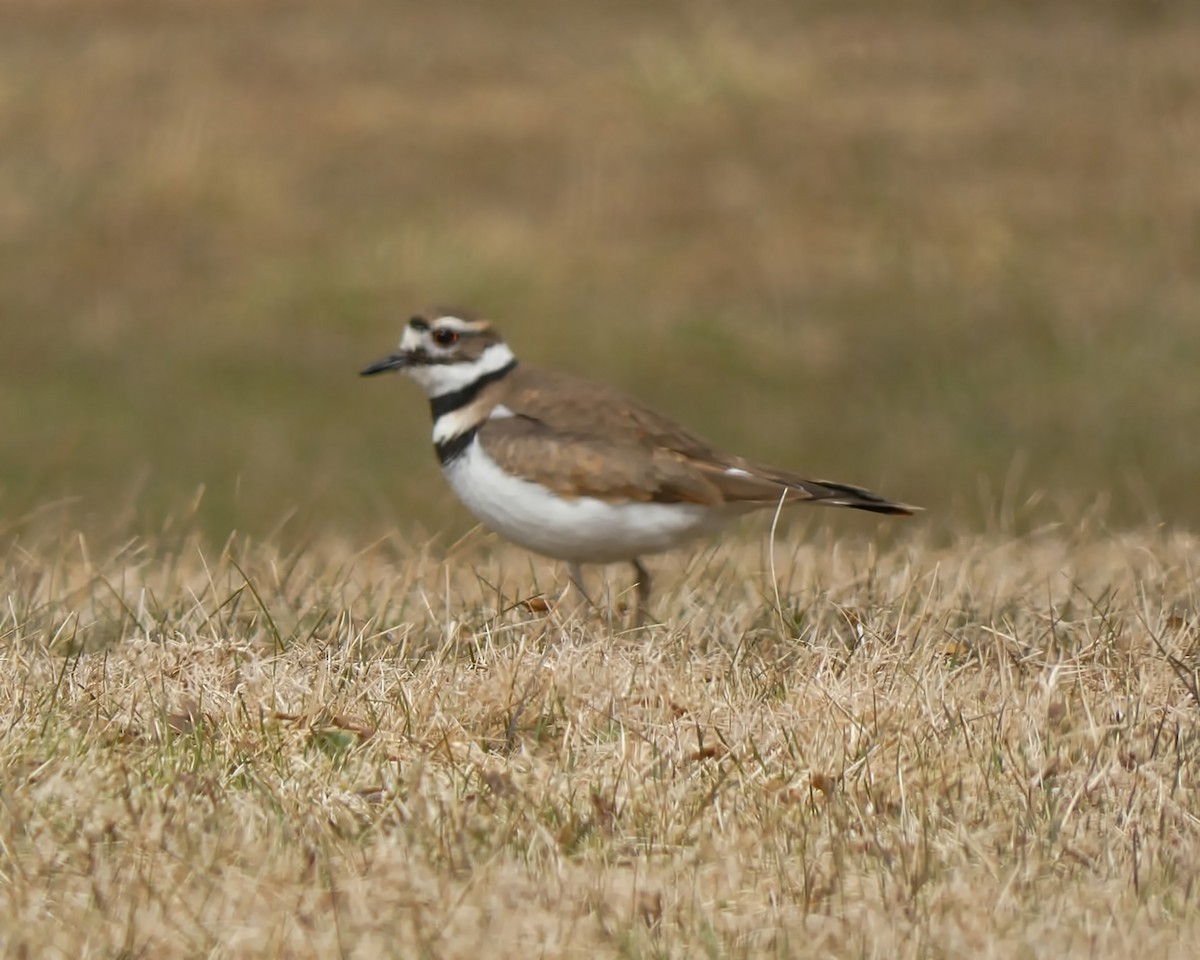 Killdeer - ML423727281