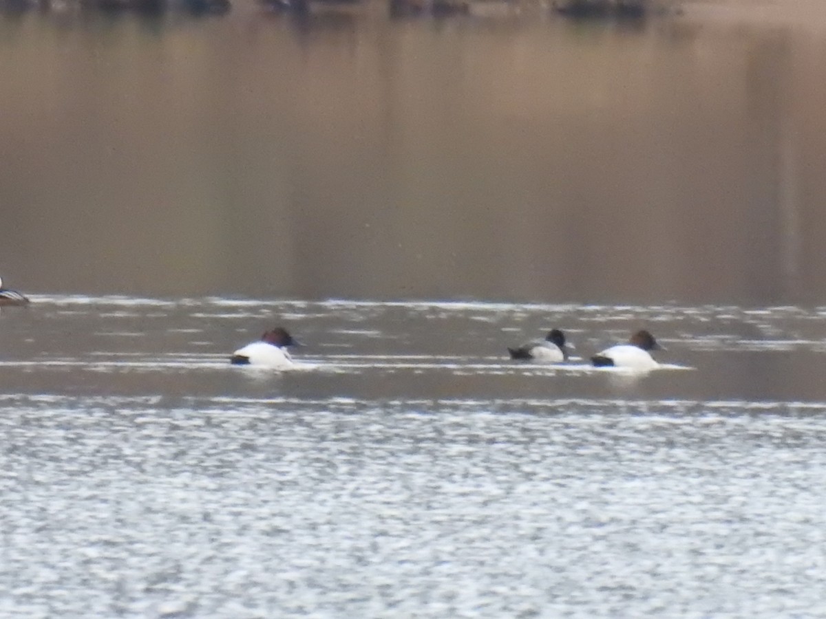 Canvasback - ML42372821