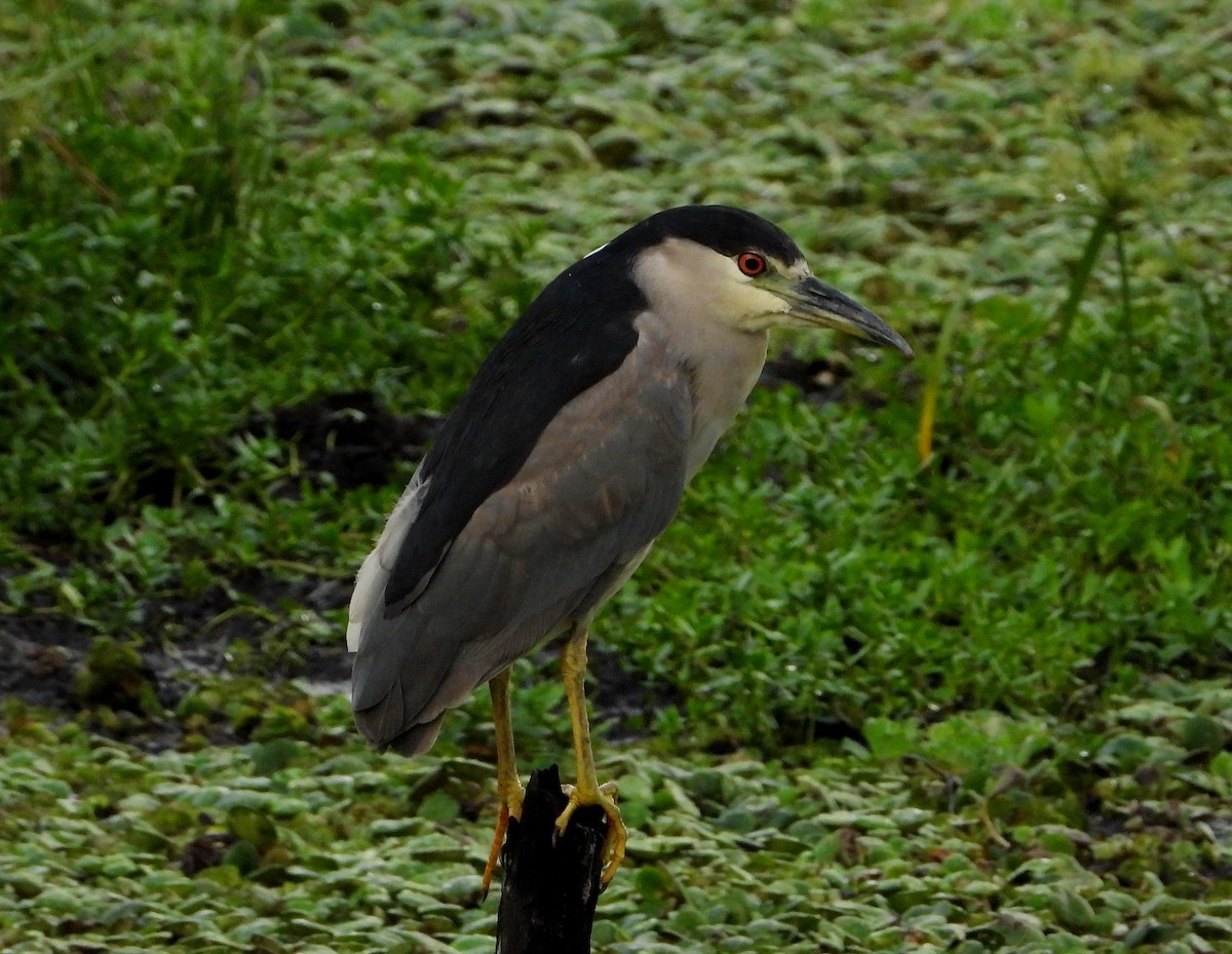 Black-crowned Night Heron - ML423729441