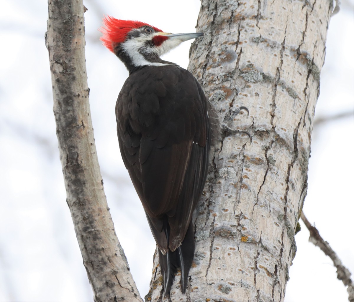 Pileated Woodpecker - ML423730661