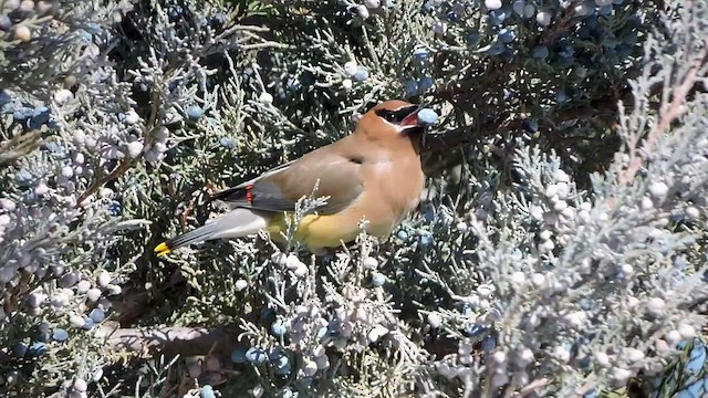 Cedar Waxwing - ML423730991