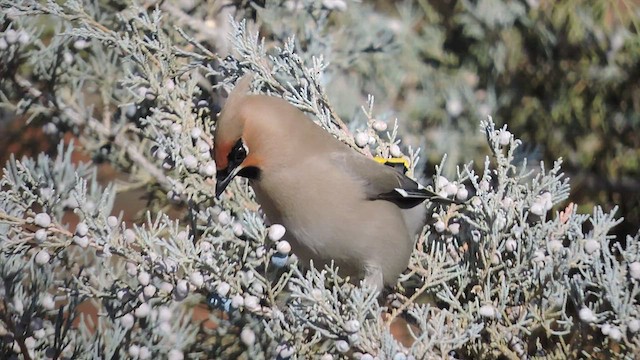 Bohemian Waxwing - ML423731041