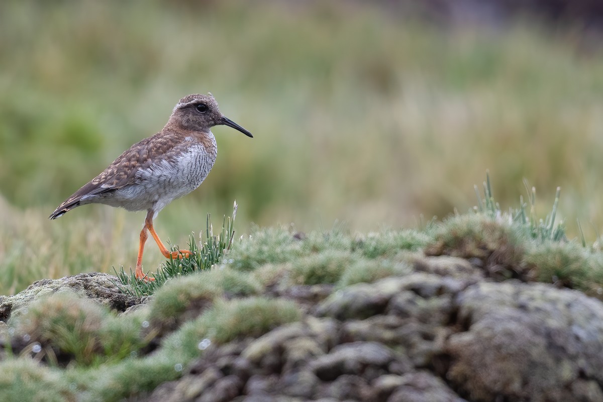 Diademed Sandpiper-Plover - Ben Lucking