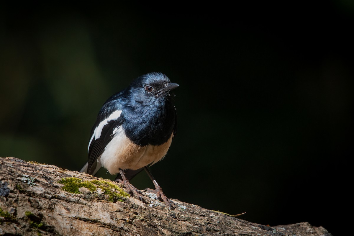 Oriental Magpie-Robin - ML423732511