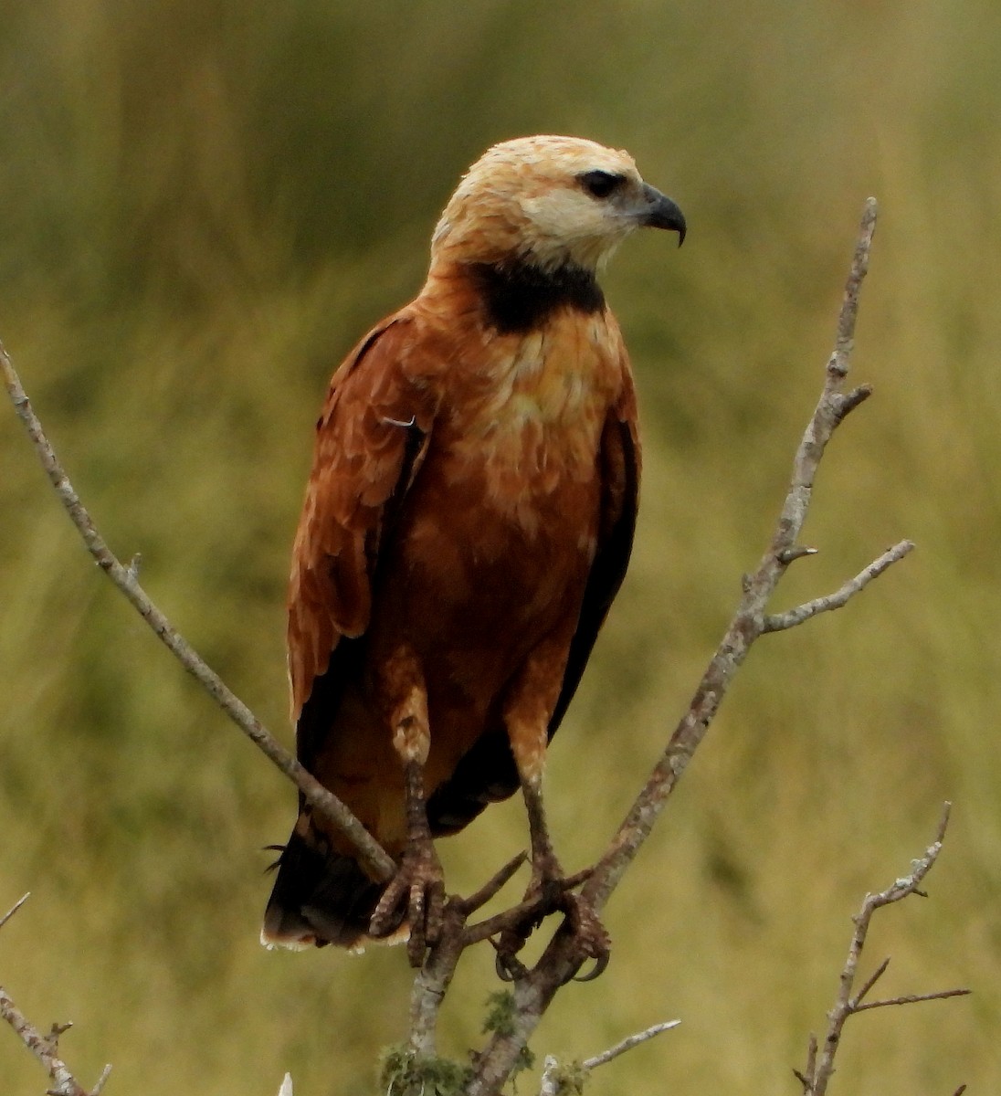 Black-collared Hawk - ML423732591