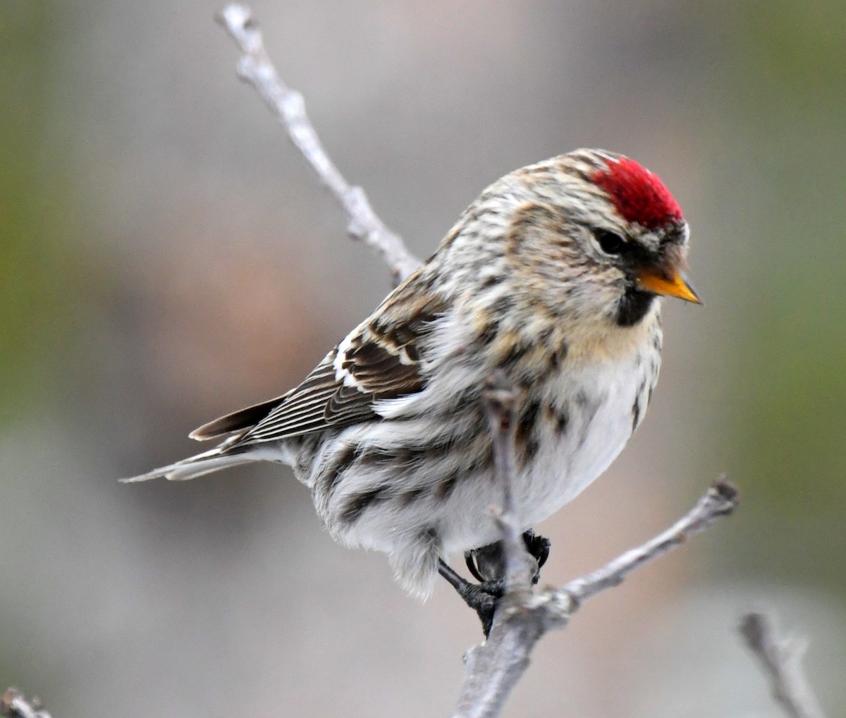 Common Redpoll - ML423734521