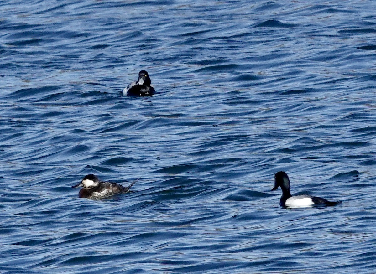 Greater/Lesser Scaup - Jeanne-Marie Maher