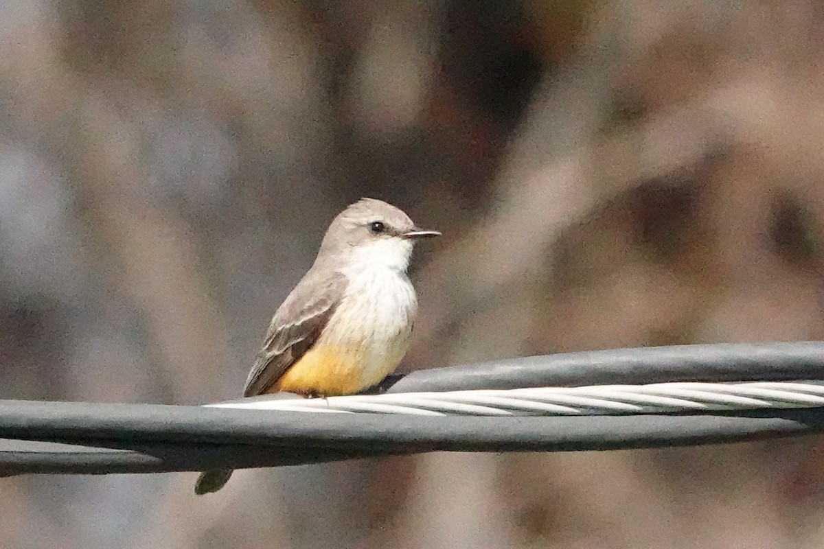 Vermilion Flycatcher - ML423739561