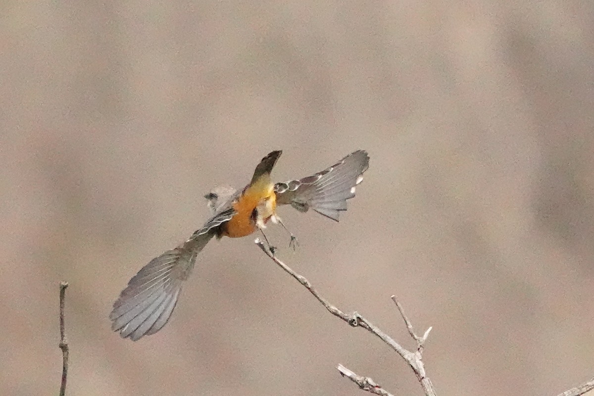 Vermilion Flycatcher - ML423739881