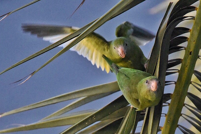 White-winged Parakeet - Jose V. Padilla-Lopez, M.D.