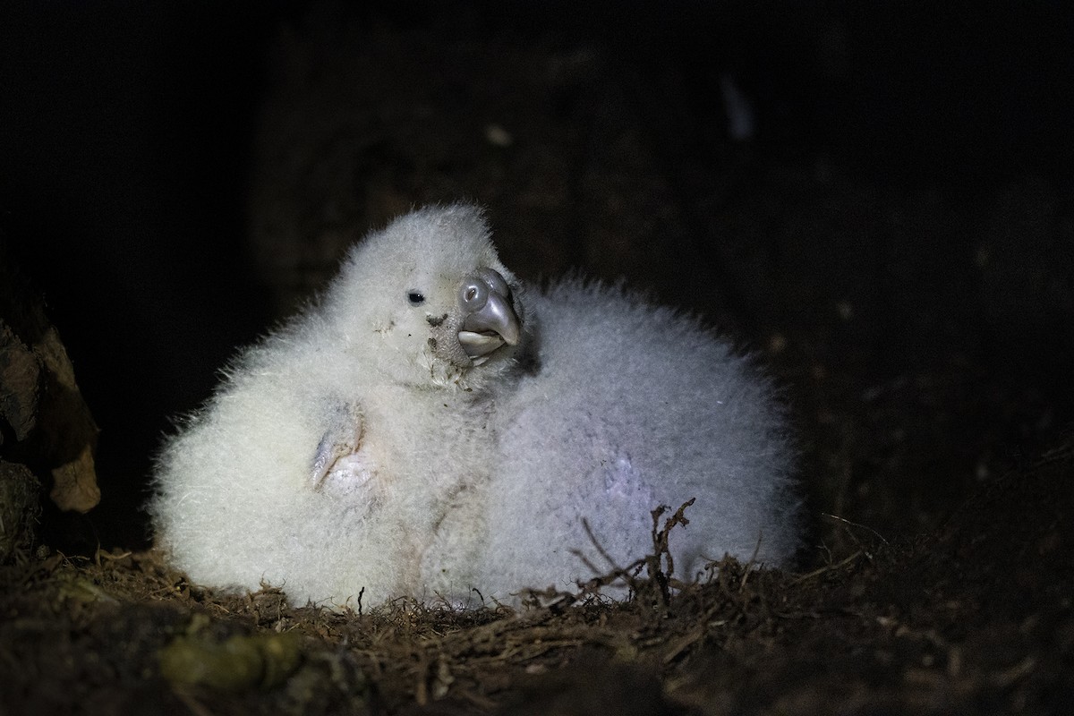 Strigops kakapo - ML423740751