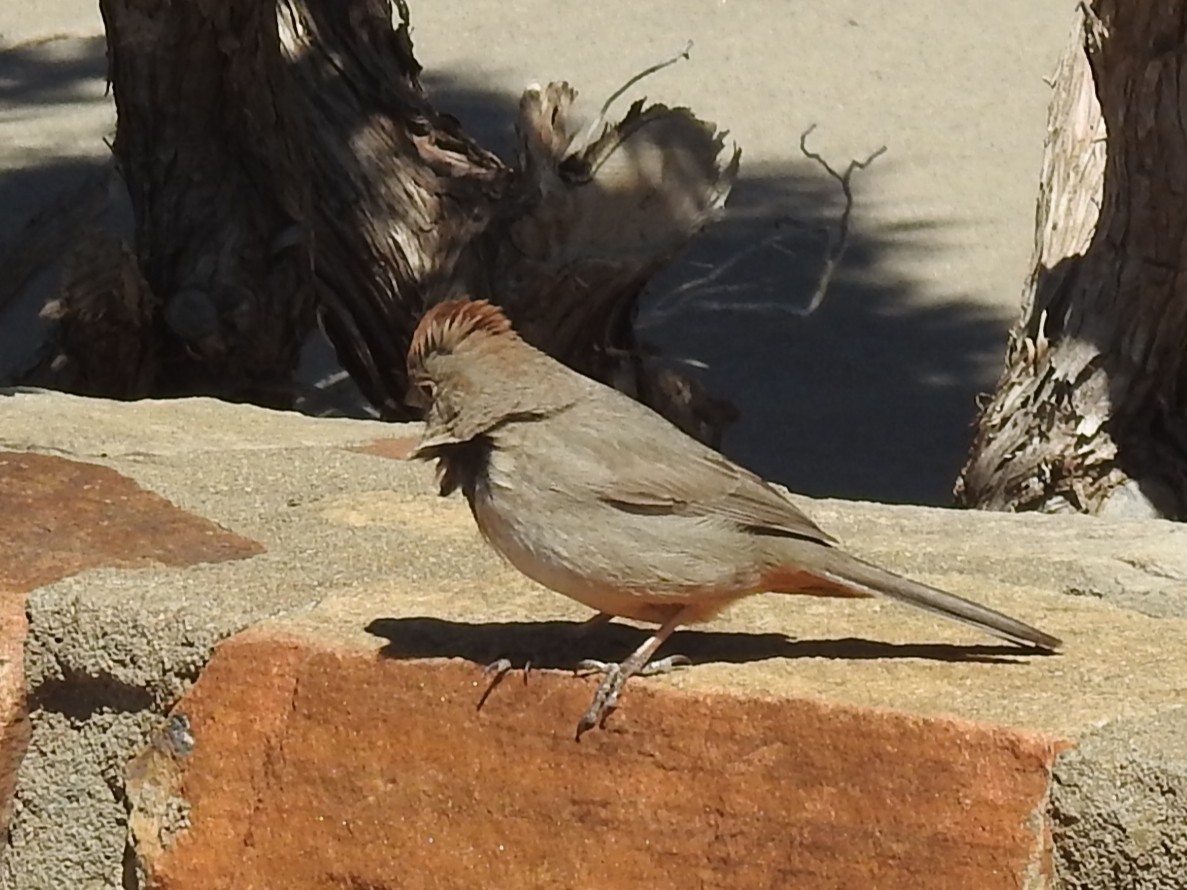 Canyon Towhee - ML423742331