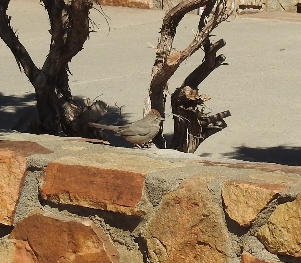 Canyon Towhee - ML423742341