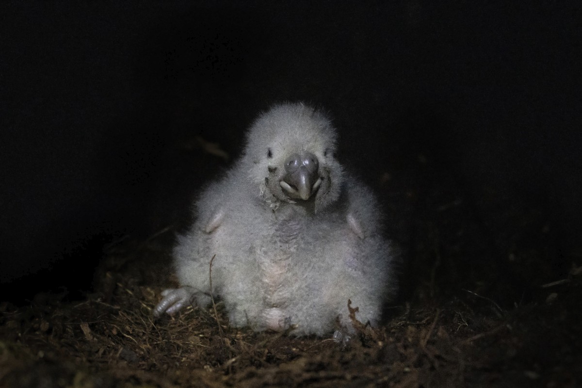 Kakapo - Oscar Thomas