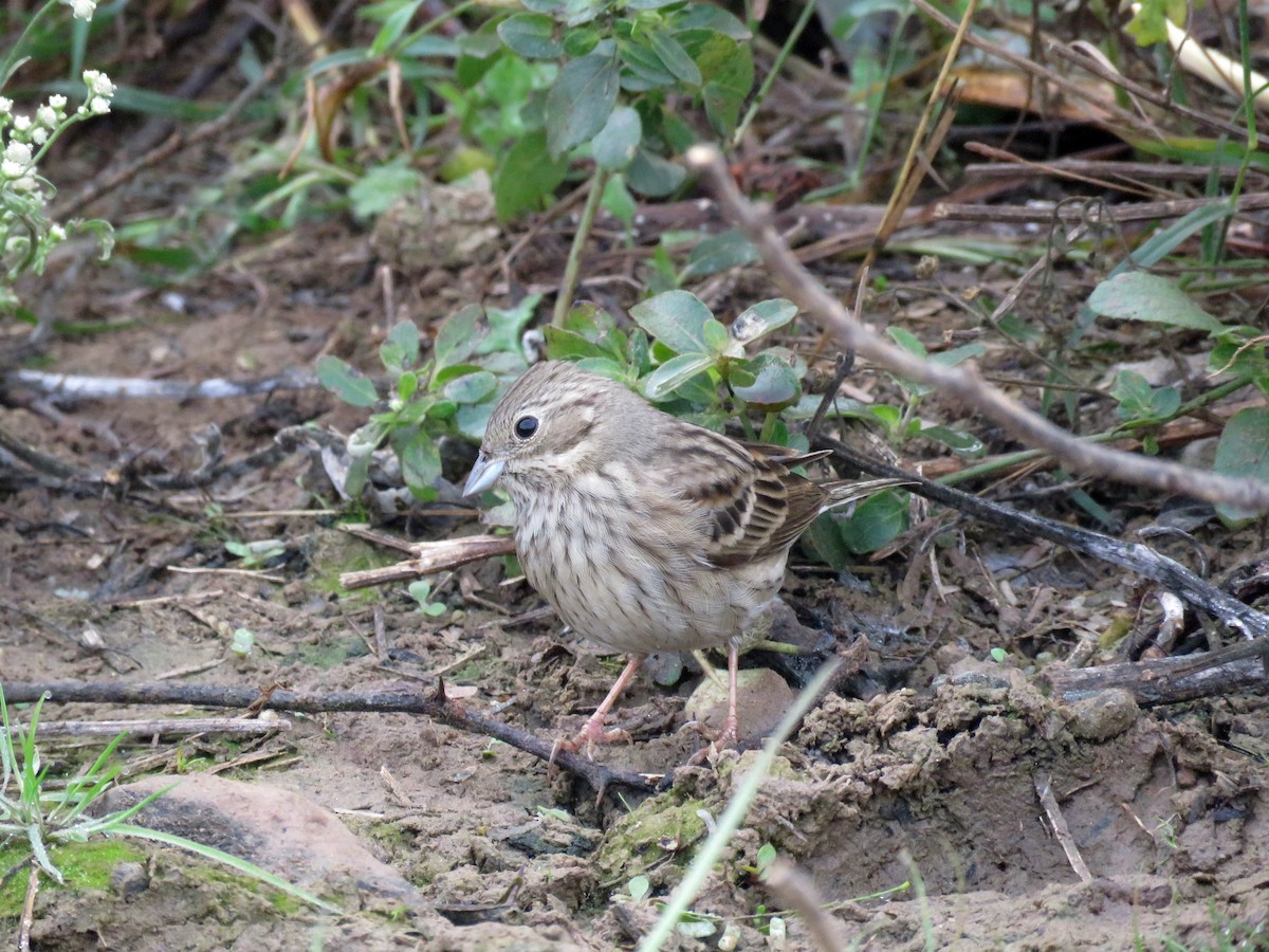 白頂鵐 - ML42374421