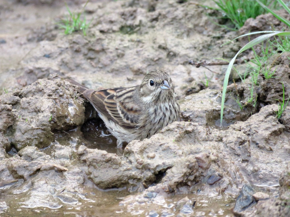 白頂鵐 - ML42374451