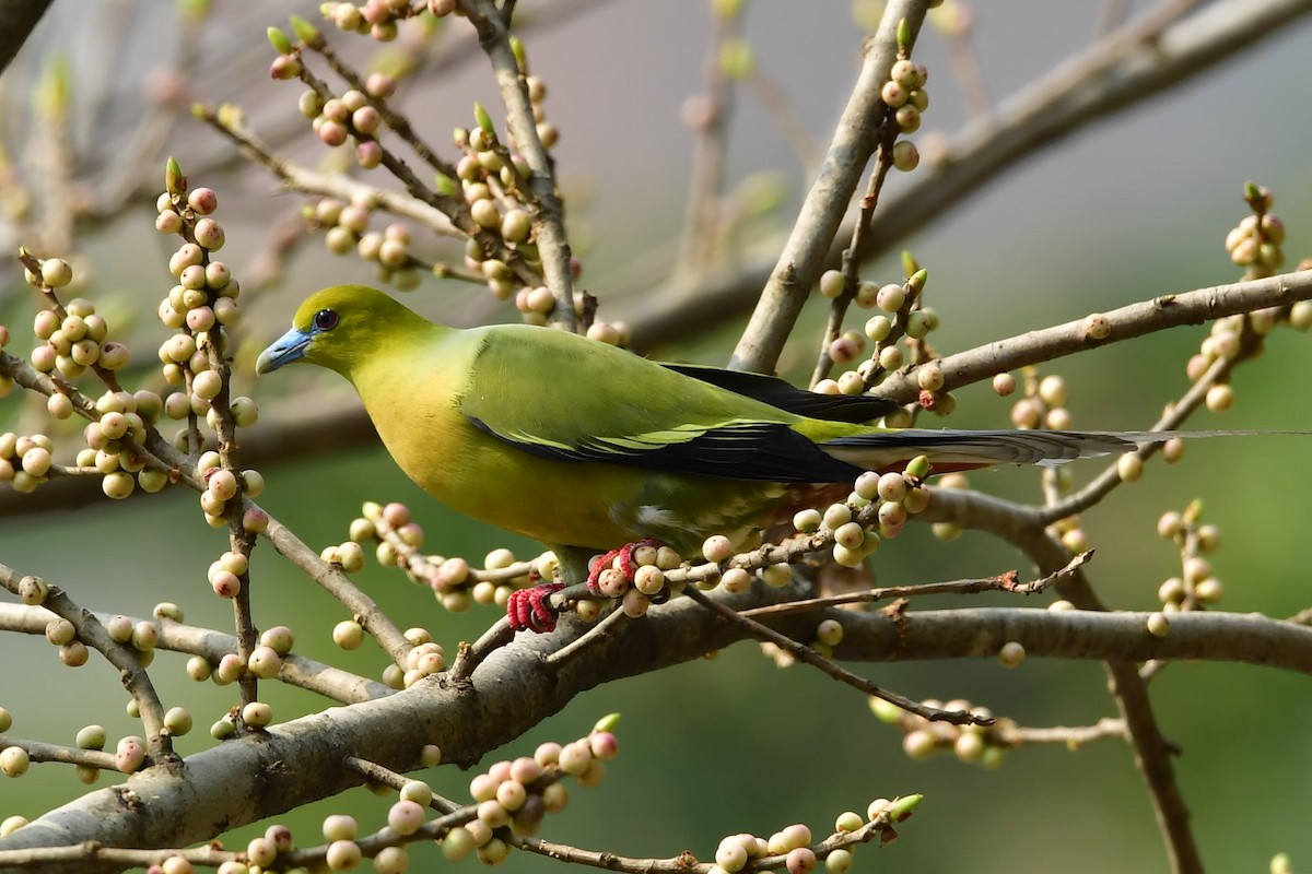 Pin-tailed Green-Pigeon - Sriram Reddy