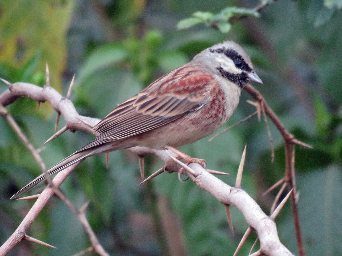 白頂鵐 - ML42374471