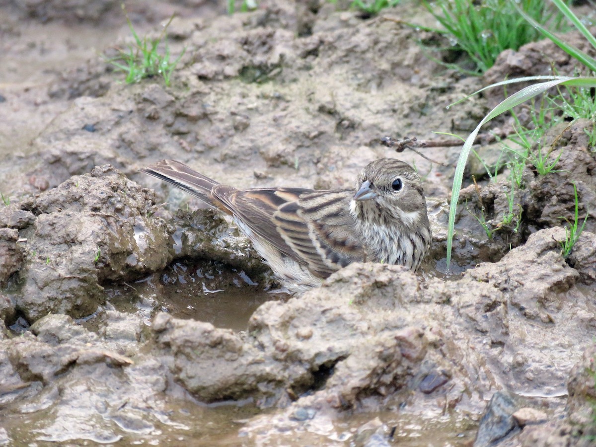 白頂鵐 - ML42374481