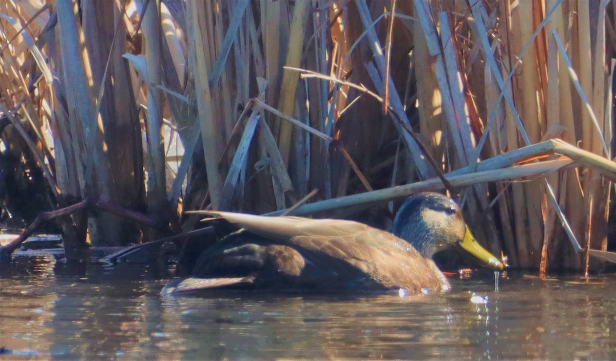 American Black Duck - ML423744941