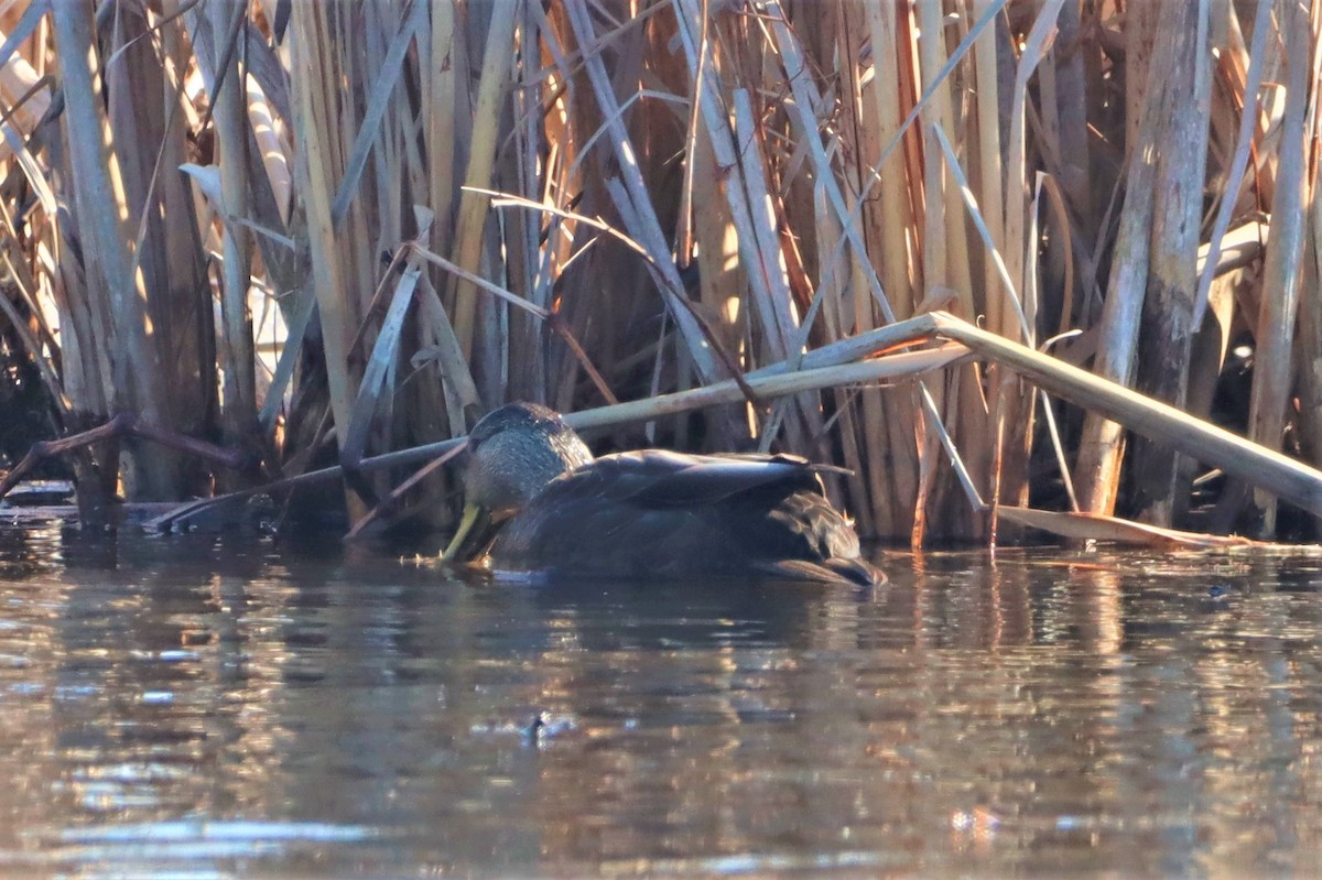 Canard noir - ML423744971