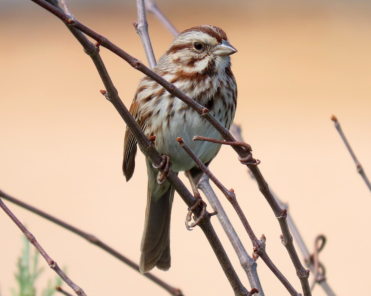 Song Sparrow - Karen Hogan