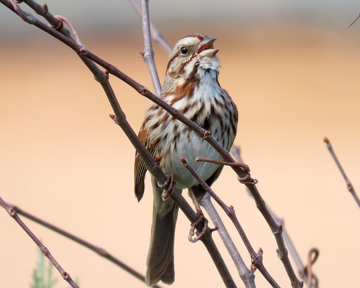 Song Sparrow - Karen Hogan