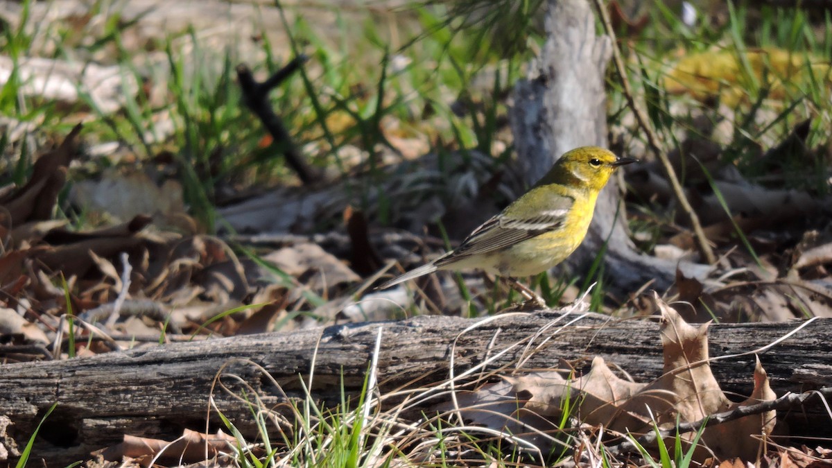 Pine Warbler - Keith Eric Costley