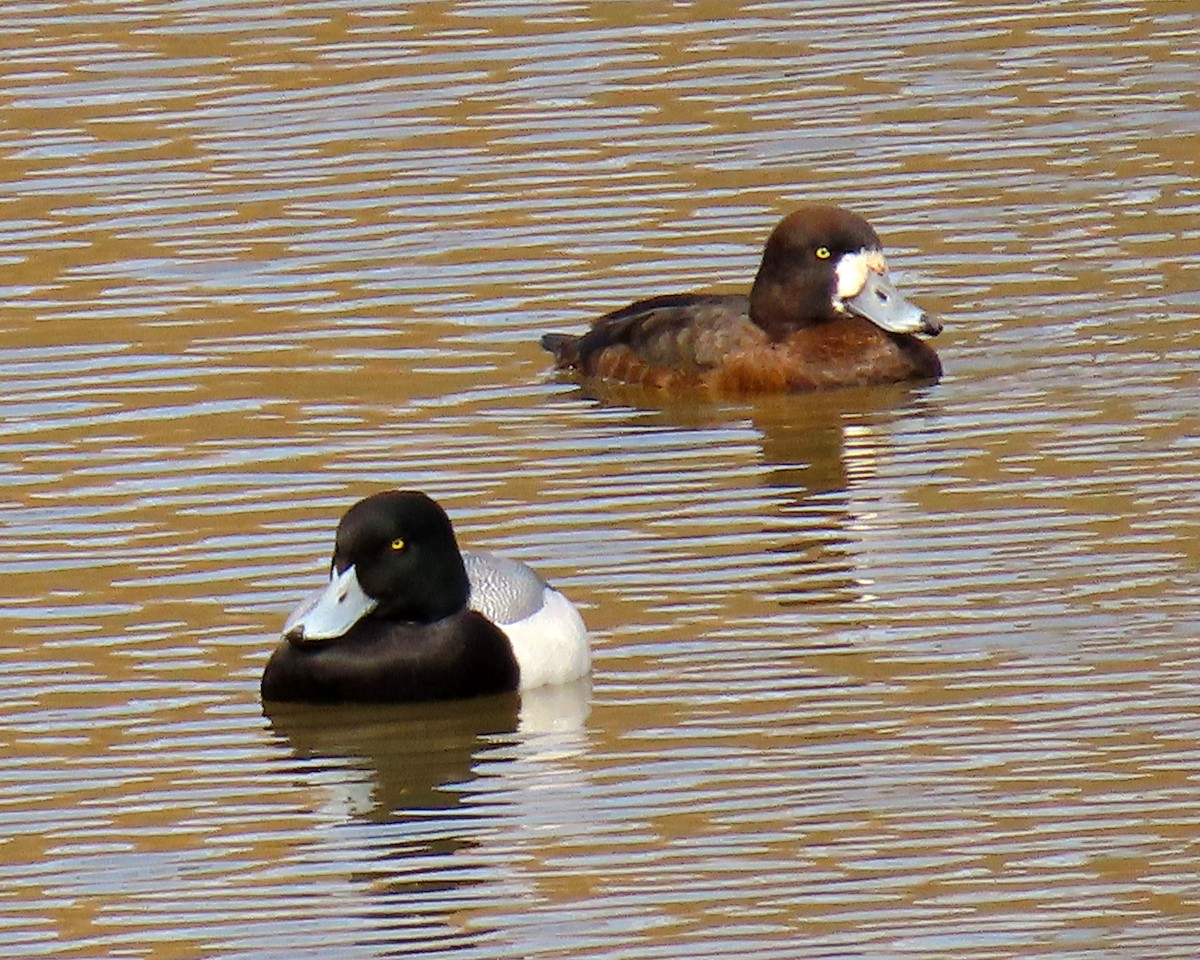 Greater Scaup - ML423746451