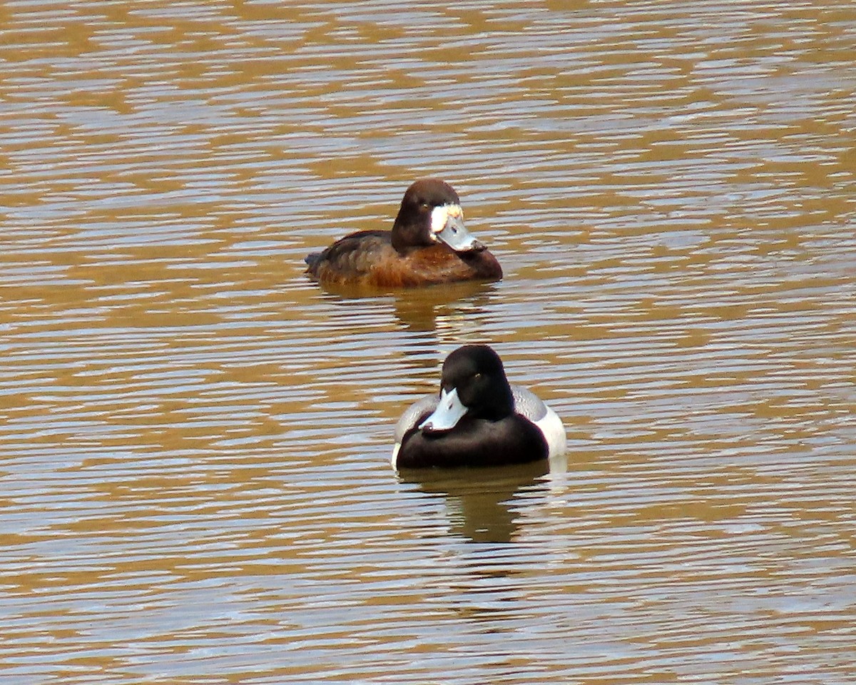 Greater Scaup - ML423746461