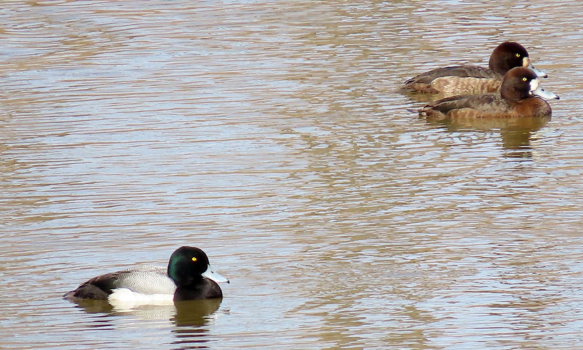 Greater Scaup - ML423746491