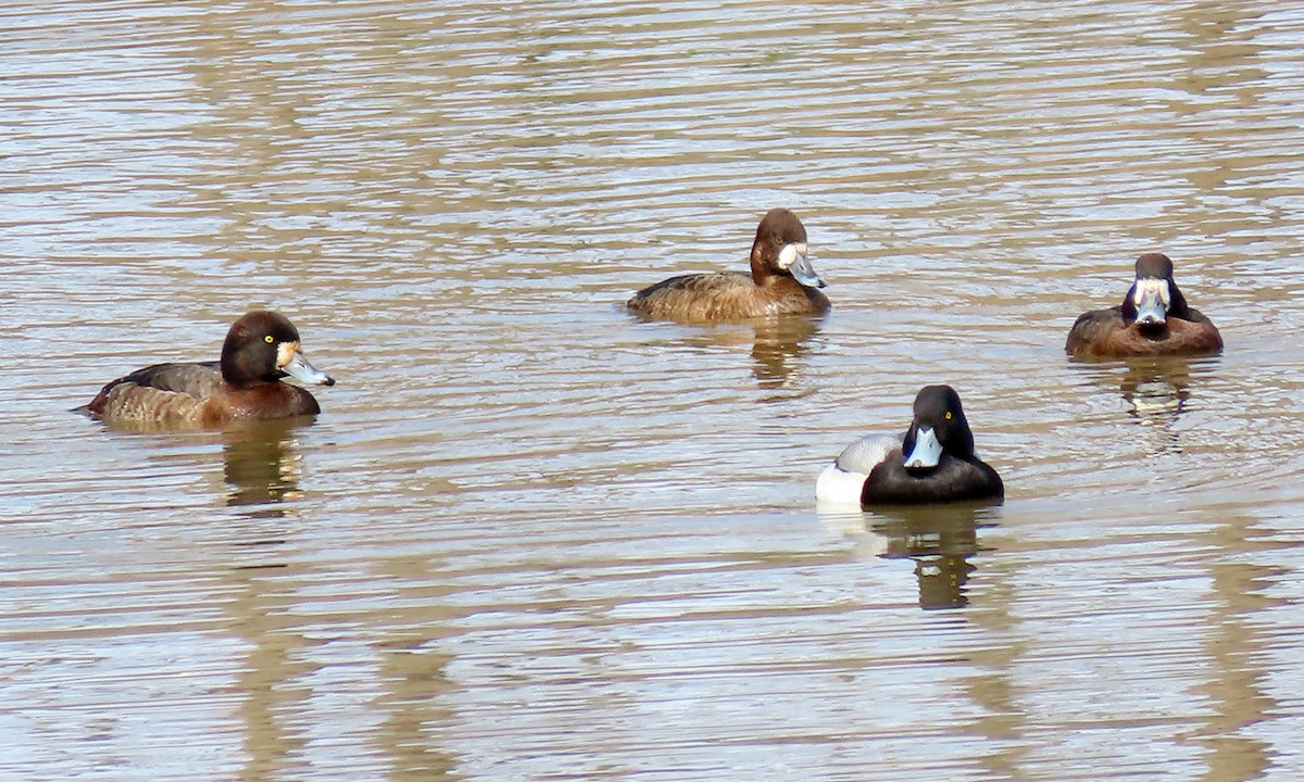 Greater Scaup - ML423746551