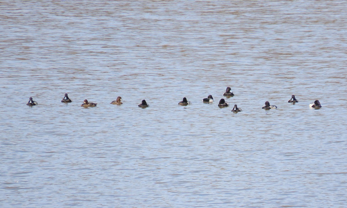 Lesser Scaup - ML423746861