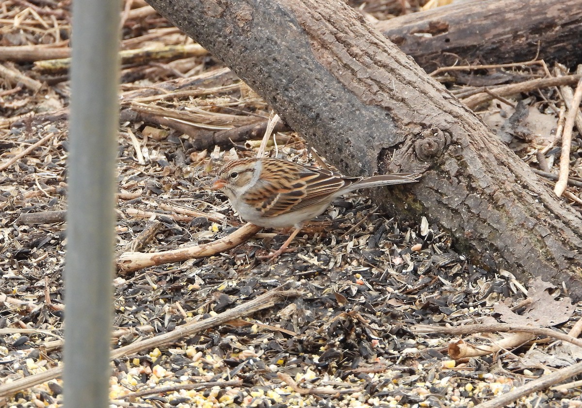 Chipping Sparrow - ML423748771