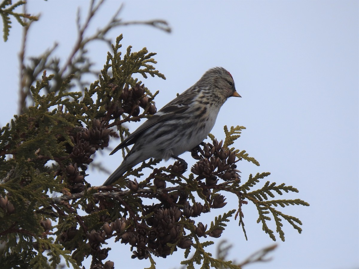 Common Redpoll - ML423749641