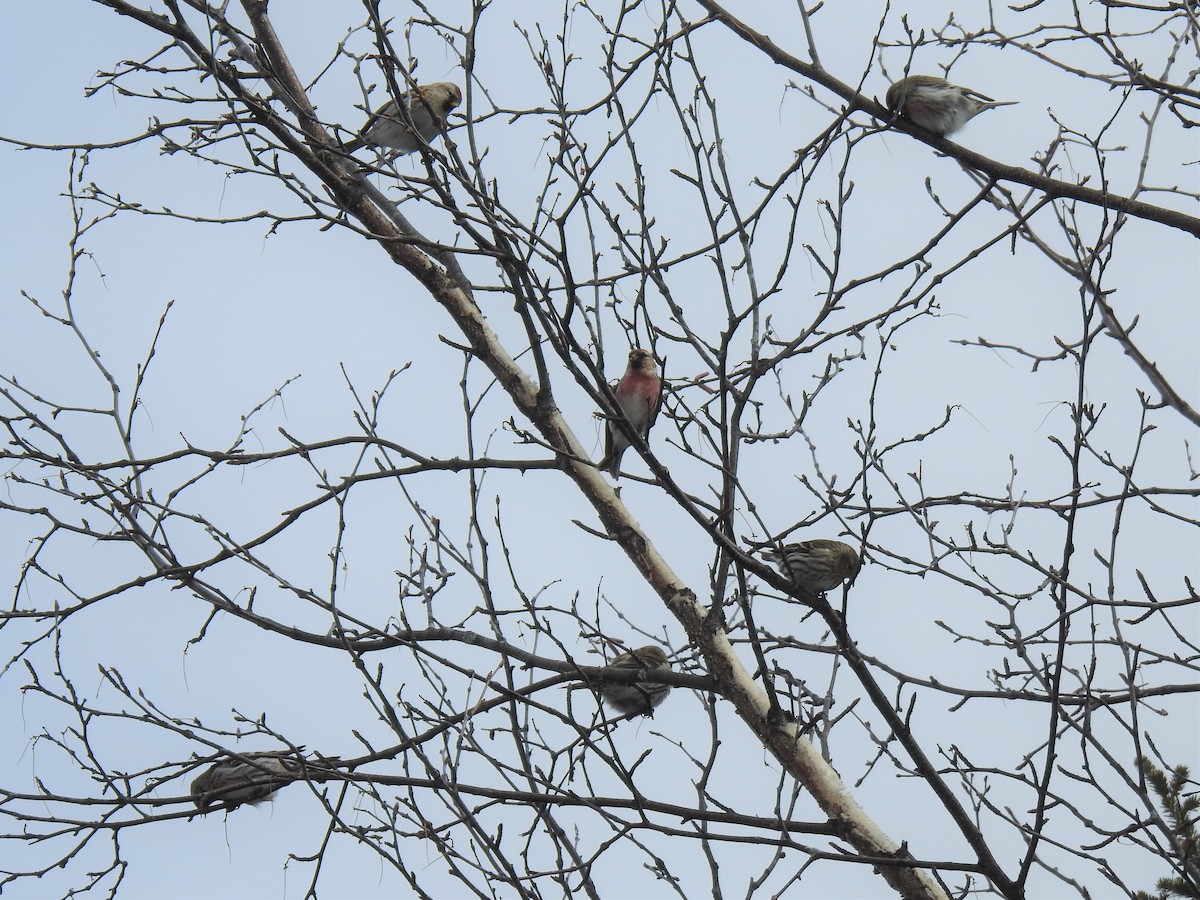 Common Redpoll - ML423749661