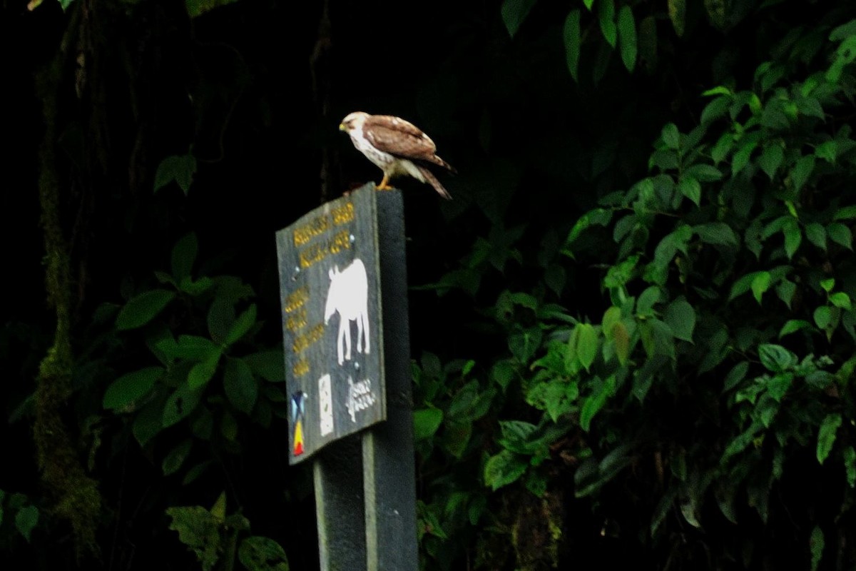 Broad-winged Hawk - John Doty