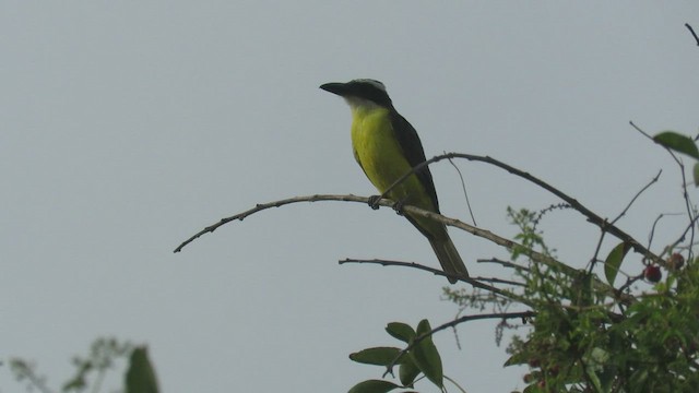 Boat-billed Flycatcher - ML423750601