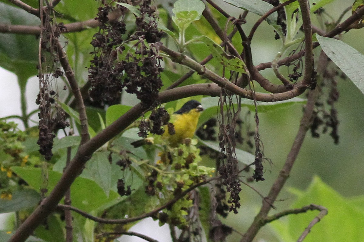 Lesser Goldfinch - ML42375101